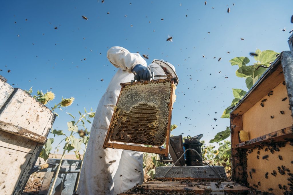 beekeeper-working-collect-honey-2023-11-27-05-04-24-utc-scaled