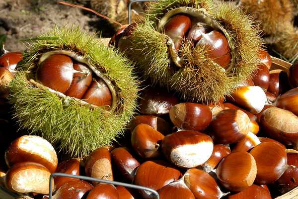 chestnuts1