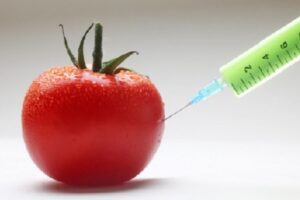 gmo tomato injection-300x200-1