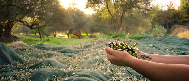 photo elies sullogh-2